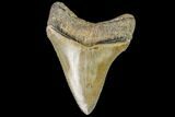 Serrated, Juvenile Megalodon Tooth - North Carolina #111636-1